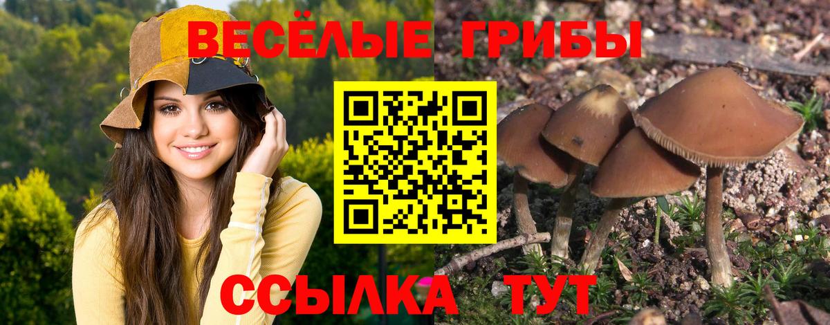 Псилоцибиновые грибы Psilocybine cubensis  Вход с VPN  Гусев 
